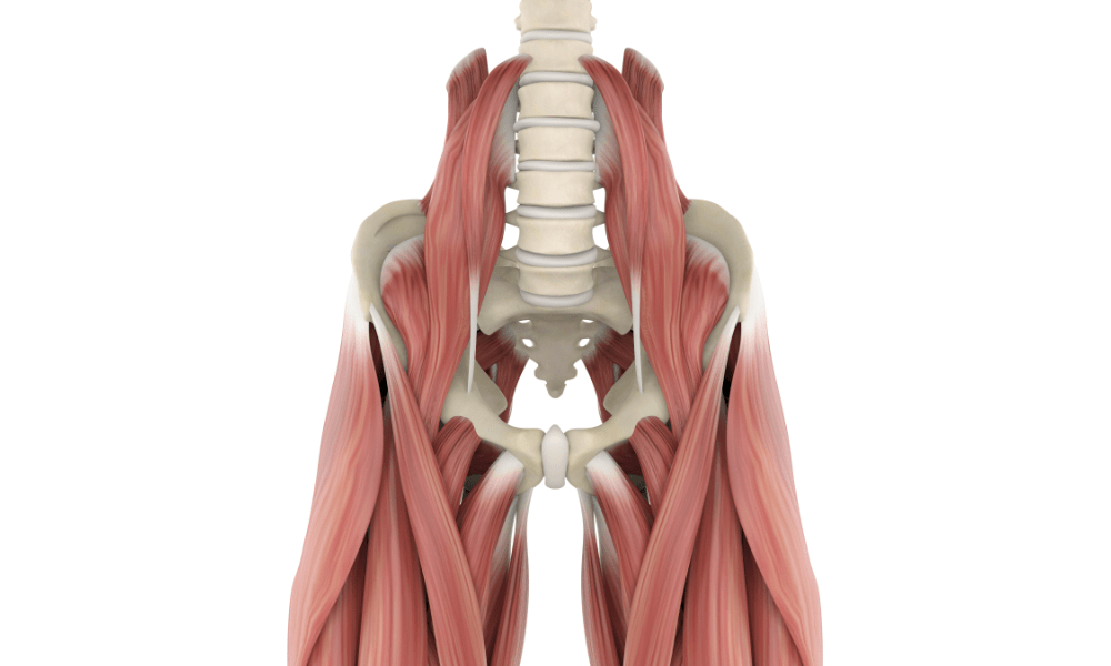 骨盤を支える腸腰筋 