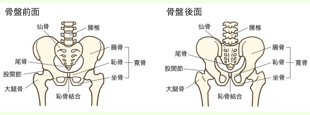 骨盤の前面と後面のイラスト